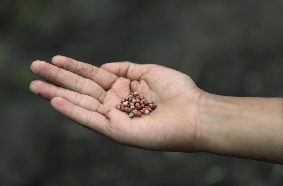 Jeimmer Alejandro Riveros, 9, holds a handful of coriander seeds that go into gardening kits for online followers, on his mother's small farm in Chipaque, Colombia, Saturday, May 9, 2020. Alejandro, his mother and his older brother are reinventing themselves as YouTubers due to a quarantine ordered by the government to contain the spread of COVID-19, teaching others how to grow vegetables at home and providing self-starter kits that they deliver through a local courier. (AP Photo/Fernando Vergara)