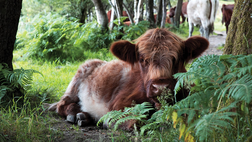 Cattle lazing near Lake Windermere. - Credit: Amanda Farnese Heath
