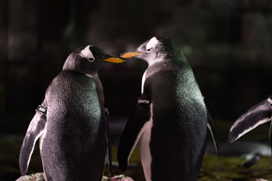 Penguins Nash and Sampson. (Courtesy of the Loveland Living Planet Aquarium)