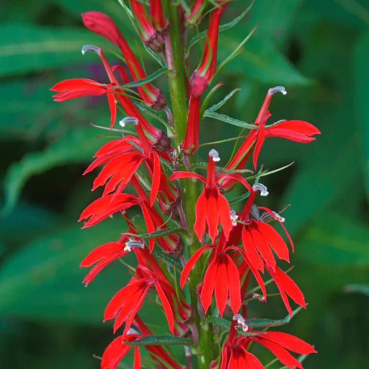 <p><a href="https://gardenforwildlife.com/products/cardinal-flower-plant-sets-i" rel="nofollow noopener" target="_blank" data-ylk="slk:Shop Now;elm:context_link;itc:0;sec:content-canvas" class="link ">Shop Now</a></p><p>Cardinal Flower</p><p>gardenforwildlife.com</p><p>$38.00</p><span class="copyright">Garden for Wildlife</span>