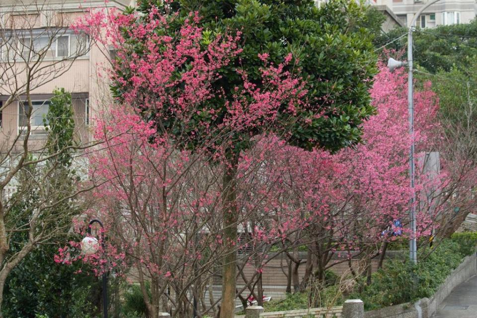 新北市新店區二叭子植物園的櫻花也粉嫩登場，為當地春季限定的山林美景。　（新北市府景觀處提供）