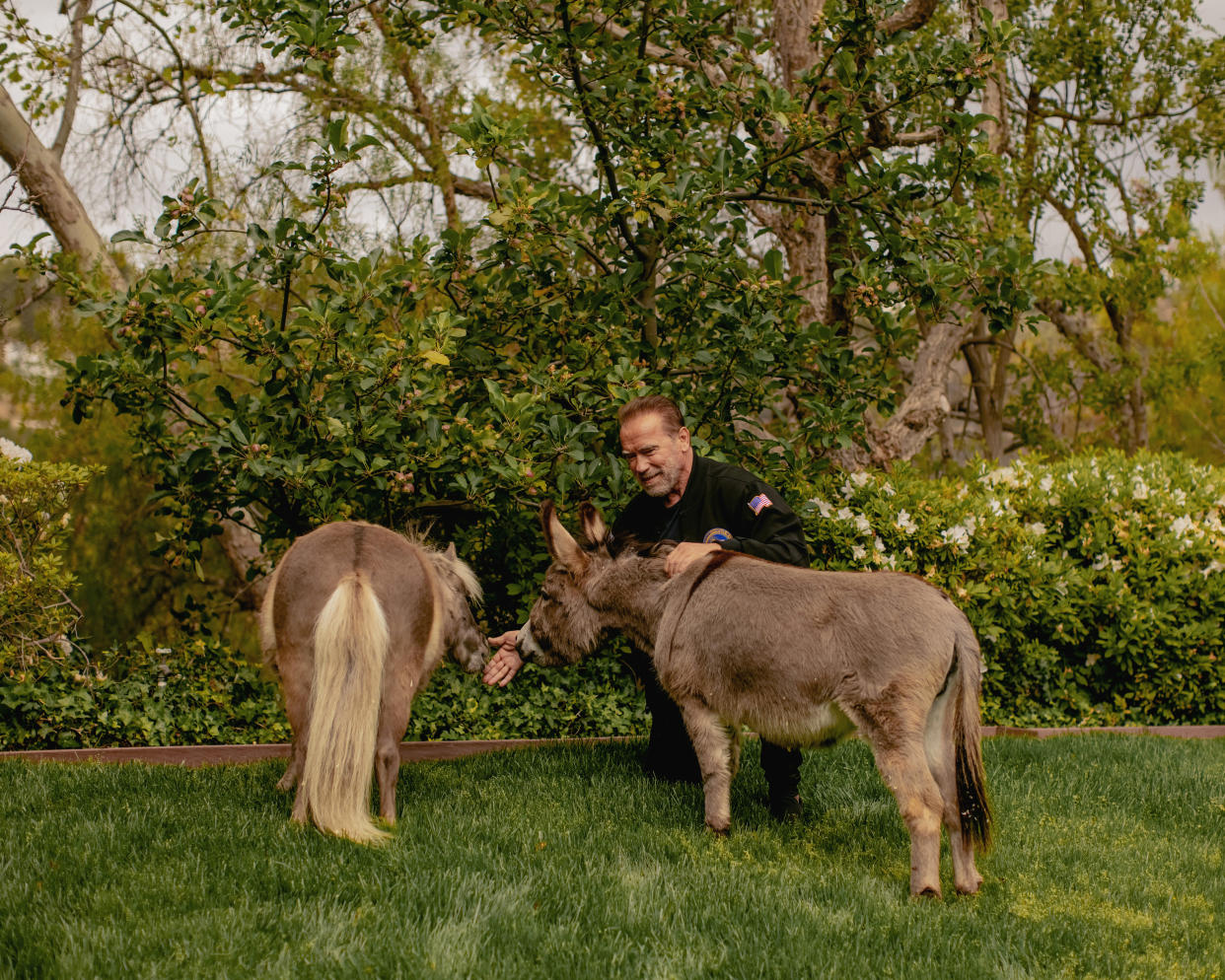 Arnold Schwarzenegger con su caballo miniatura Lulu, a la izquierda, y su burro miniatura, Whiskey, en su casa de Los Ángeles, el 21 de abril de 2021 (Tracy Nguyen / The New York Times).