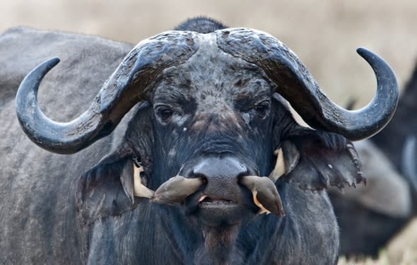 Birds get right up buffalo's nose. Literally