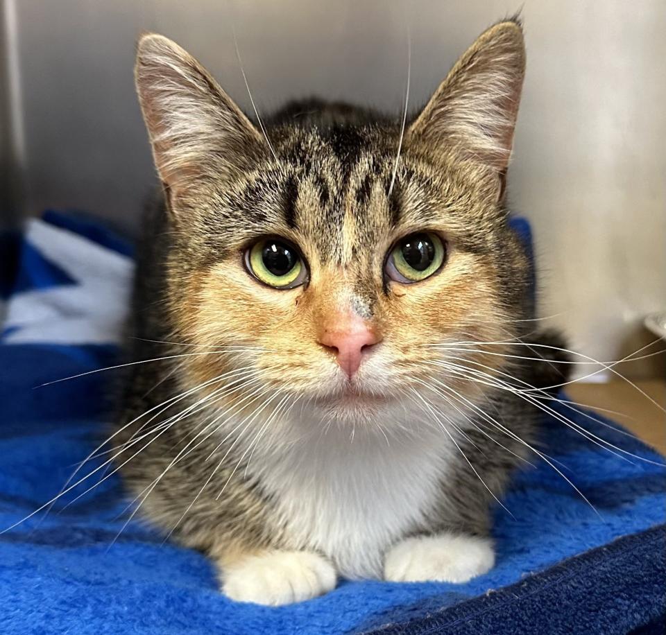 Tara, a calm, 1-year-old Domestic Shorthair, is available for adoption in Jackson at the Northern Ocean County Animal Facility.