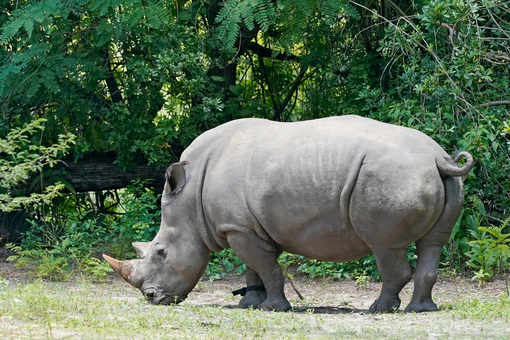 Rhino Fitness Tracker (Copyright 2022 The Associated Press. All rights reserved)