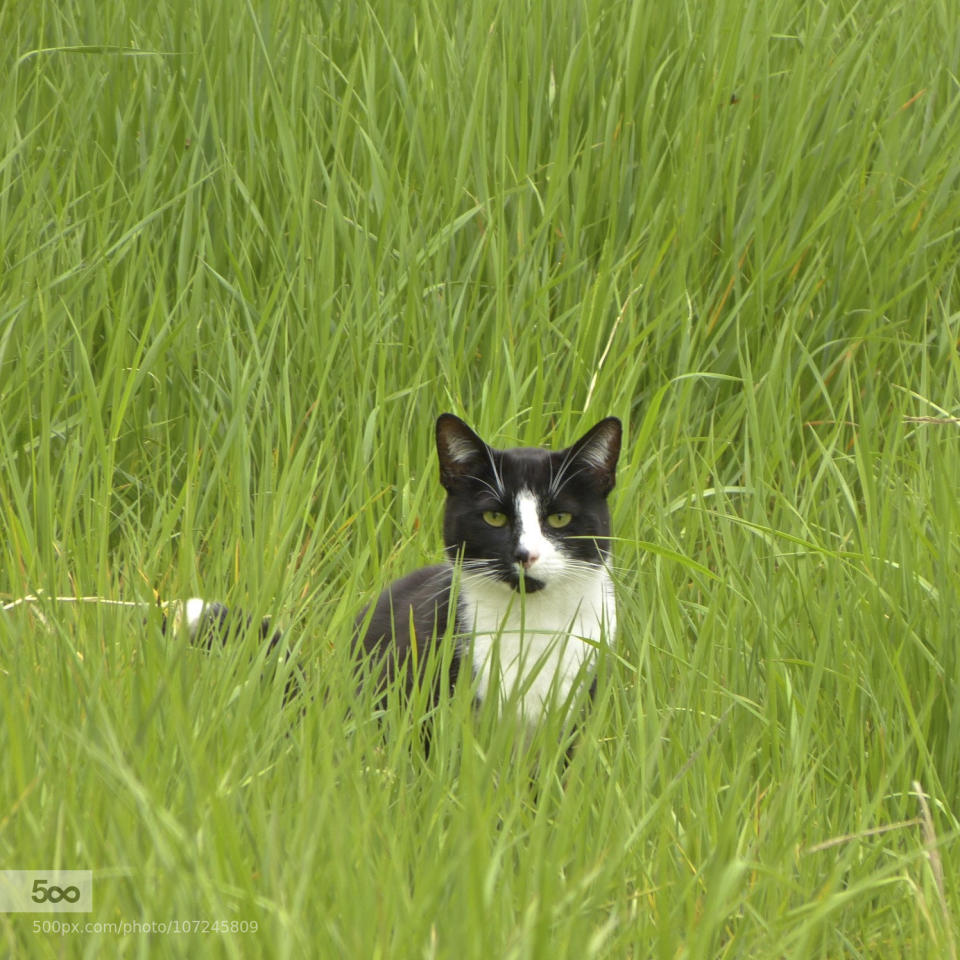 Green-eyed cat on watch in long green grass.