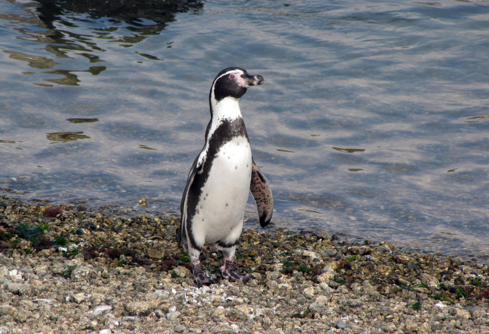 In this photo taken April 2, 2012, a Humboldt penguin walks along the coast of Pajaro Nino Island, Chile. (AP Photo/Paulina Arce)