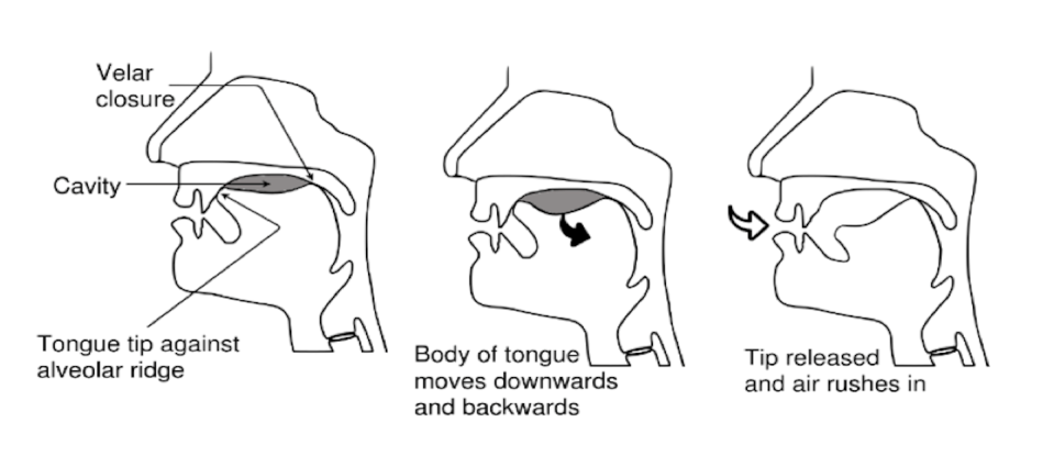 The production of the alveolar click. Courtesy George Poulos