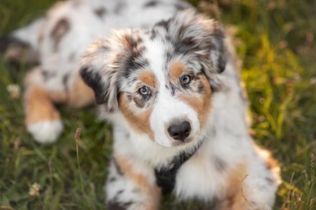 Australian Shepherd Dog Breed Information & Facts