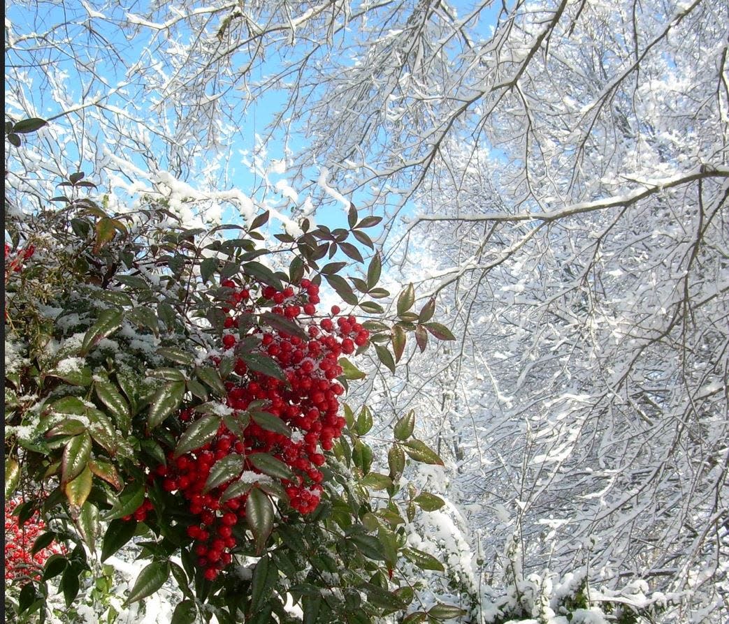 A white Christmas is likely just a dream for the Athens area.