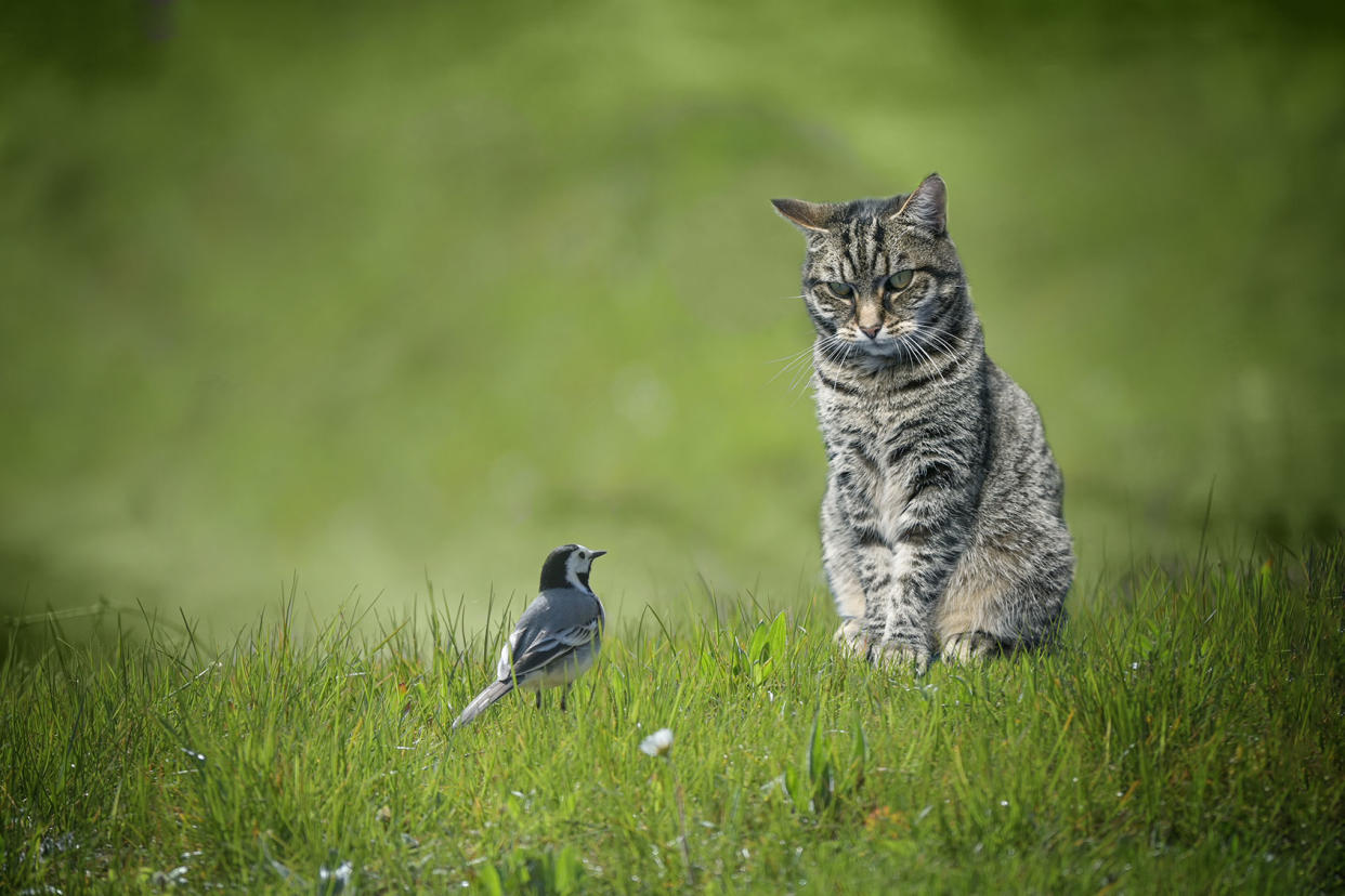 Small wagtail bird sitting in front of tabby cat in a green lawn Getty Images/fermate