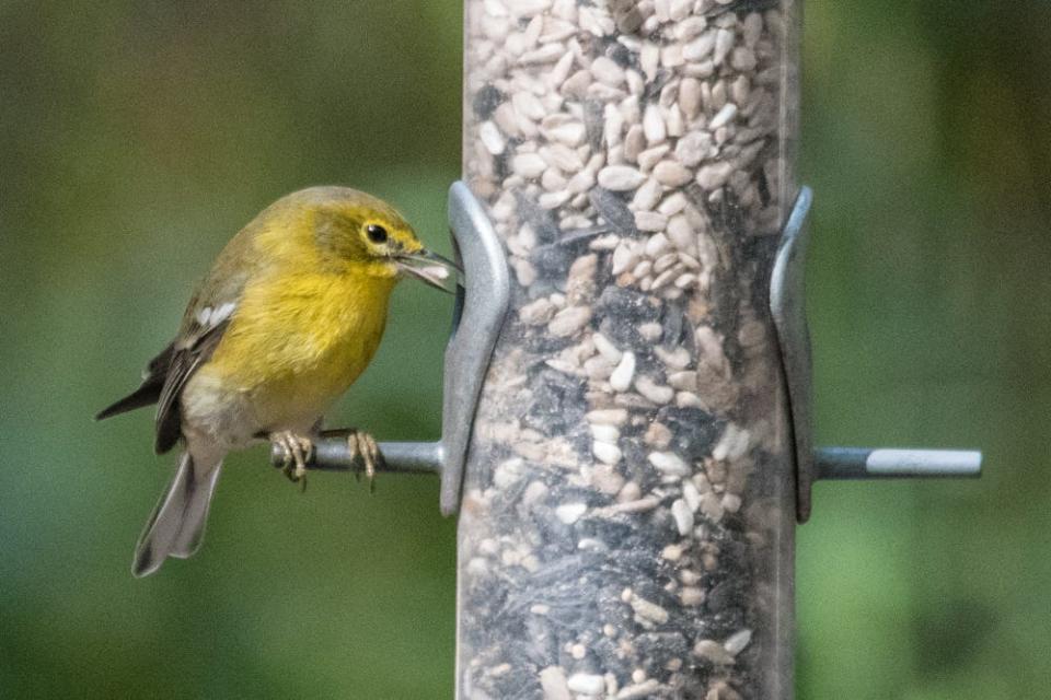 This Pine Warbler is selecting a hulled sunflower from the feeder.