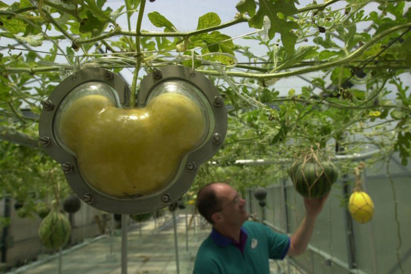 Les Frey, a Disney horticulturist, checks a melon inside a greenhouse at EPCOT. On Wednesday, the company announced ticket and parking price increases ahead of $60 billion in upgrades and expansions to Disney World and Disneyland. File Photo by Kent Phillips/UPI