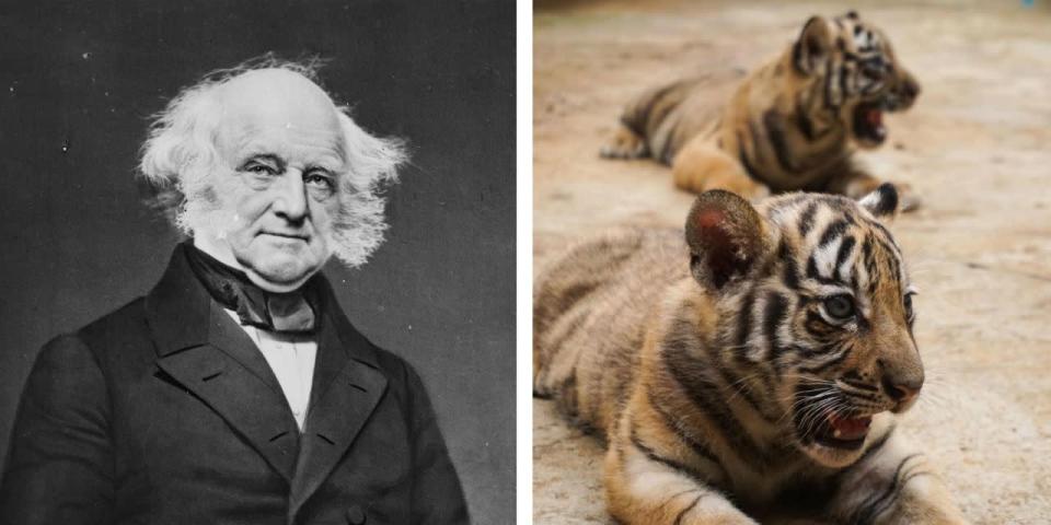 Martin Van Buren El presidente Van Buren no tenía muchos animales, pero compensaba la cantidad con la calidad. Hasta que el Congreso le hizo enviarlos al zoológico, tenía en la Casa Blanca un par de cachorros de tigre, regalo del sultán de Omán.