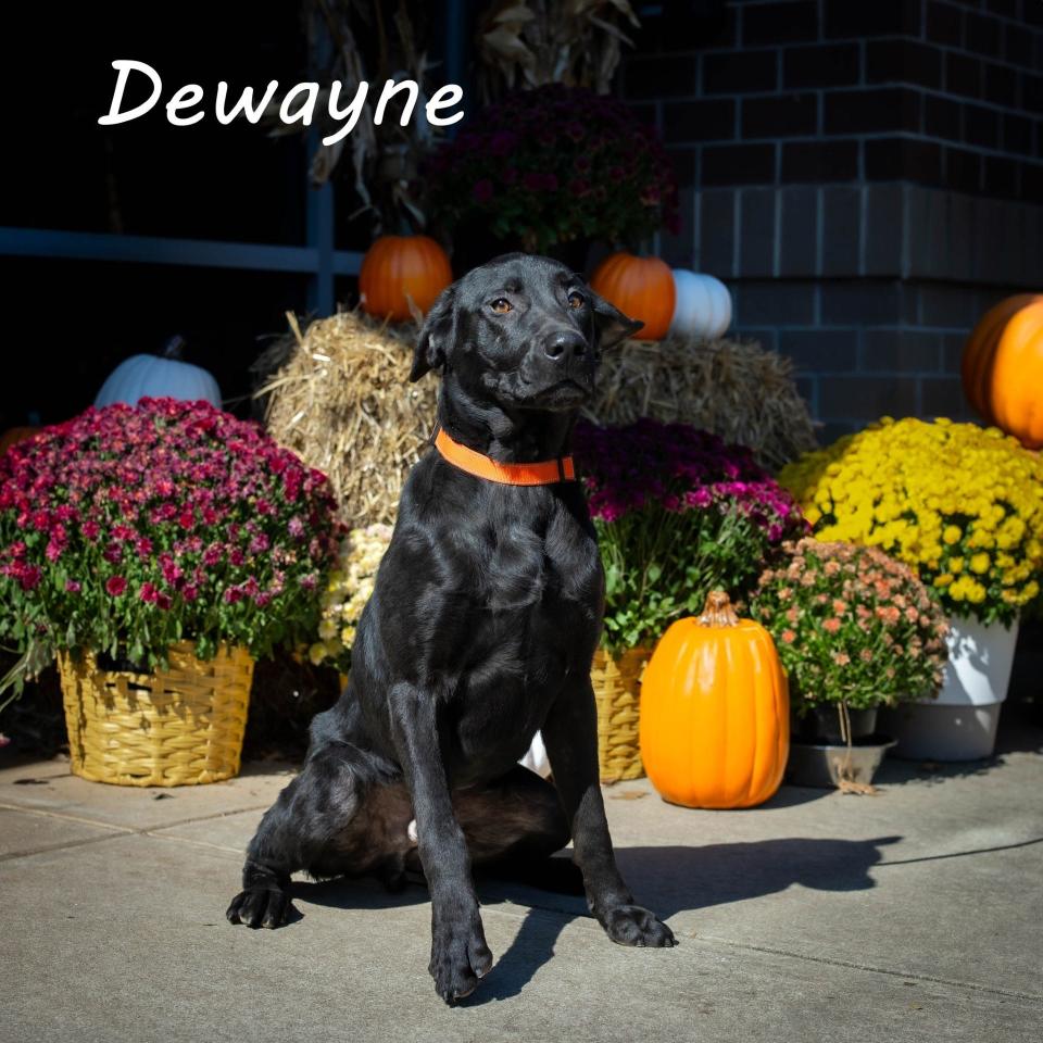 Dewayne Labrador Retriever