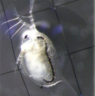 Pruebas realizadas con individuos de <em>Daphnia magna</em> expuestos a partículas liberadas por neumáticos. Theresa Schell.