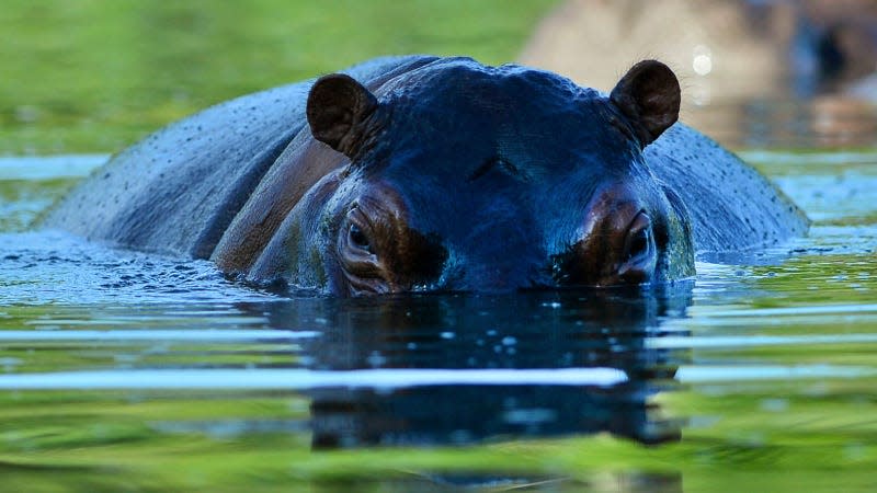 A photo of a hippo peeking above the water. 