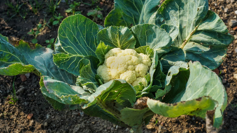 cauliflower growing