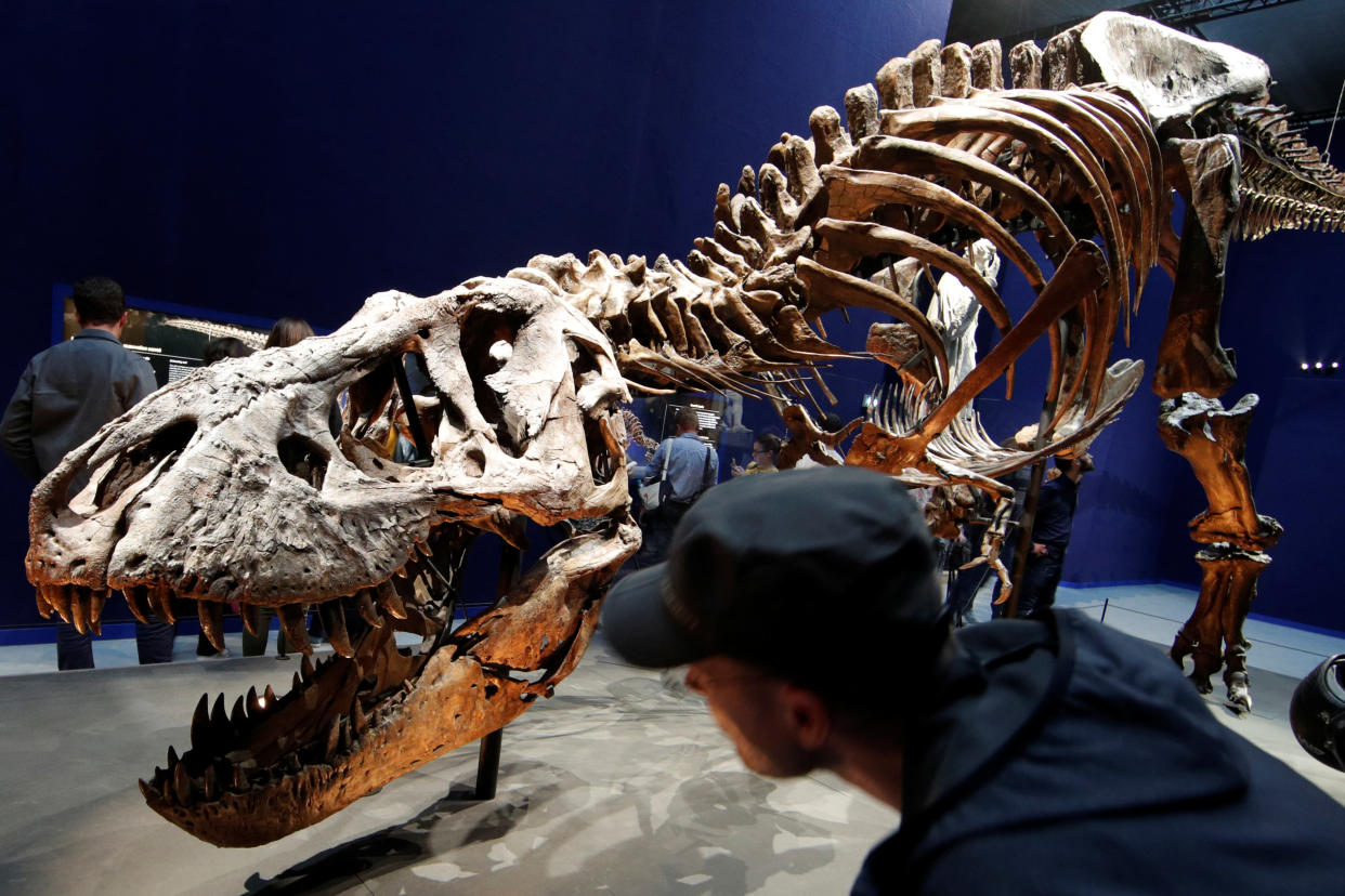 Visitantes observan un esqueleto de T- Rex de 67 millones de años en el Museo de Historia Natural de París  REUTERS/Philippe Wojazer