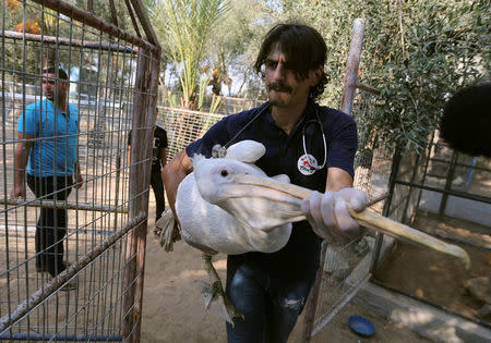 A member of Four Paws International team carries a pelican to be taken out of Gaza, at a zoo in Khan Younis in the southern Gaza Strip August 23, 2016. REUTERS/Ibraheem Abu Mustafa