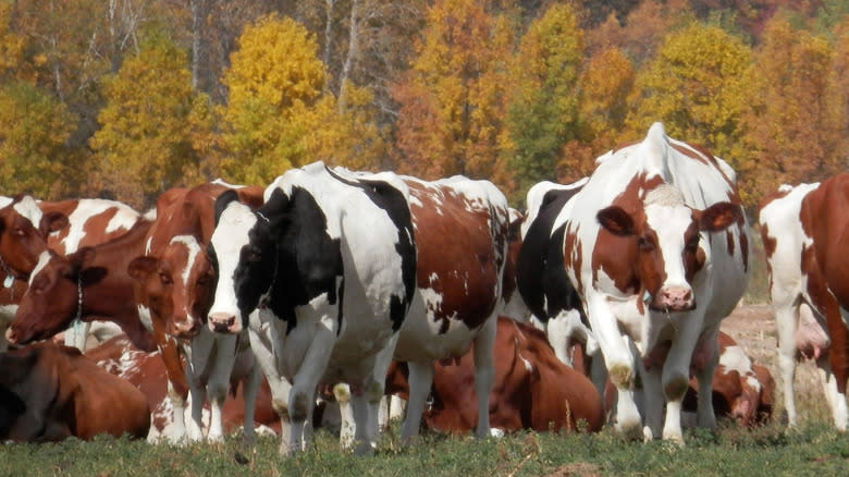 Dairy cows for Red Barn 