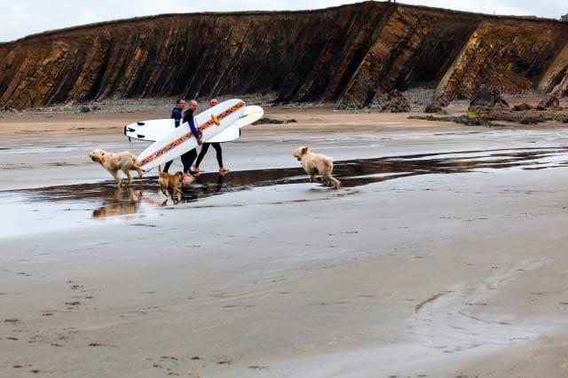 Dog owners warned about toxic wax washing up on beaches