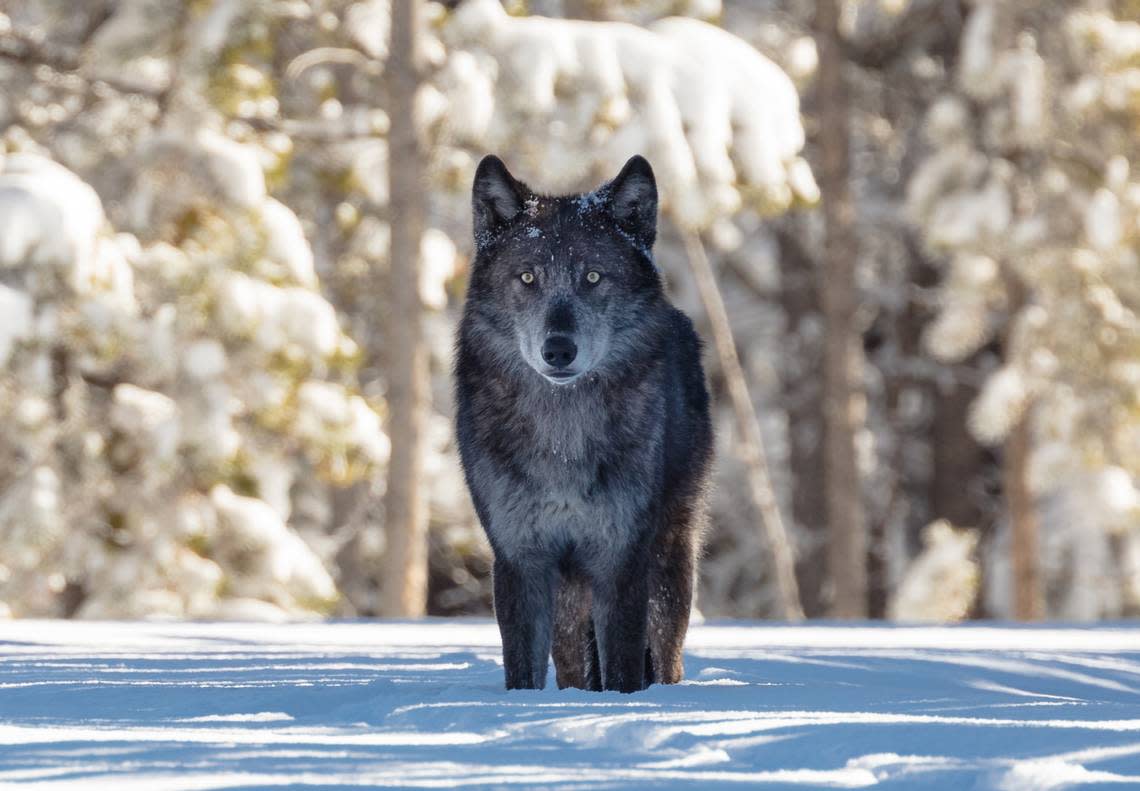 This file photo shows a wolf in Yellowstone National Park. The killing of wolf pups in Idaho has drawn the ire of local advocacy groups — and Timberline High students. The Timberline Wolves adopted the pack years ago.