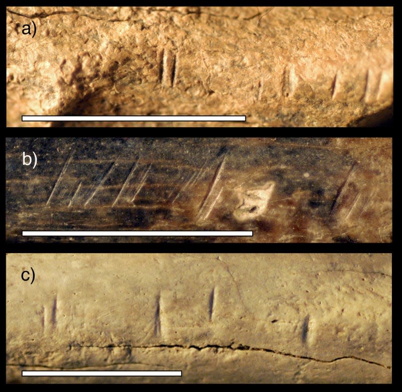 Similar cut marks on (top to bottom) an antelope mandible, an antelope radius, and a mammal scapula.