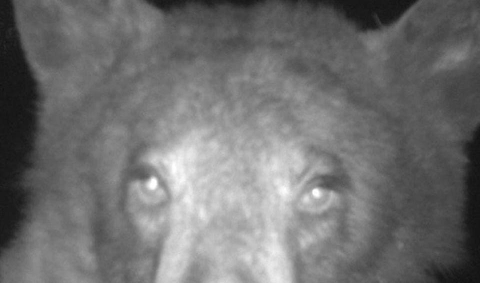 A bear took 400 selfies with a wildlife camera in Boulder, Colorado.