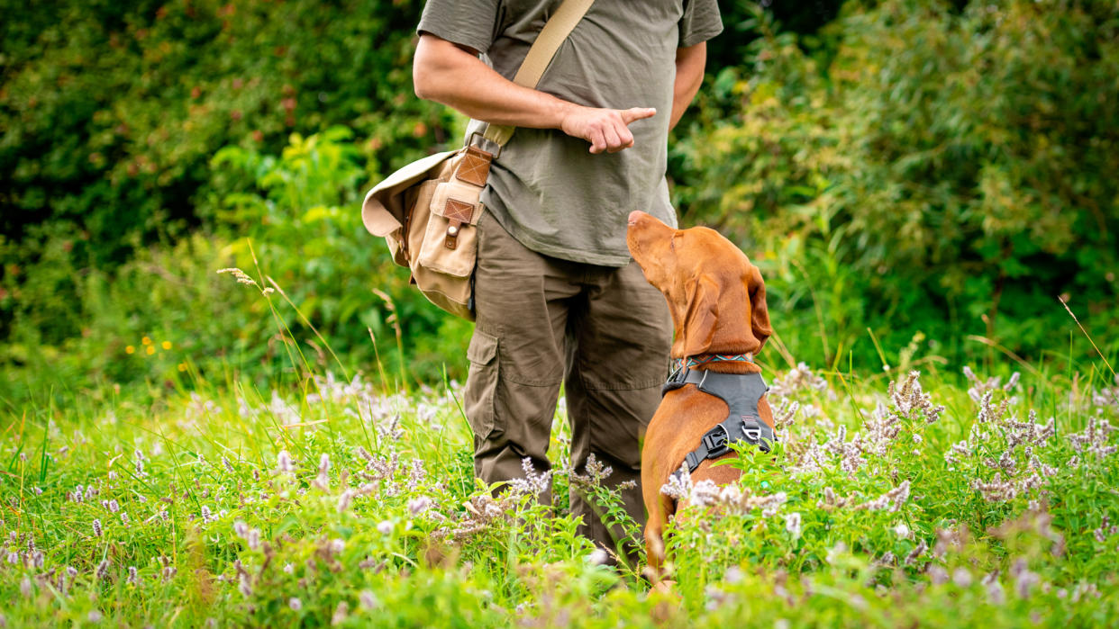  Man teaching a dog to stay in a field 