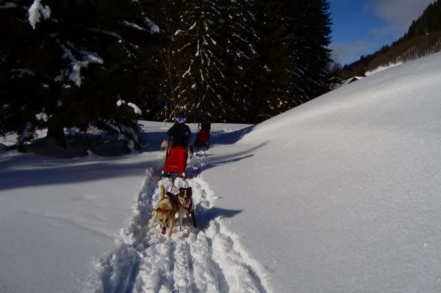 dog sledding in La Plagne for children