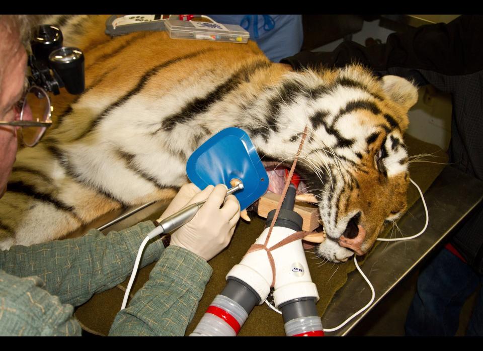 Dr. Doug Luiten drills the tooth of Kunali, a 300-pound, 7-year-old Siberian tiger, during root canal surgery at the Alaska Zoo in Anchorage, Alaska, Oct. 20, 2011. This was the first procedure in a recently opened operating room and the first for the zoo's new veterinary table, complete with hydraulic lift and fold-out leafs to accommodate limbs and tails. 