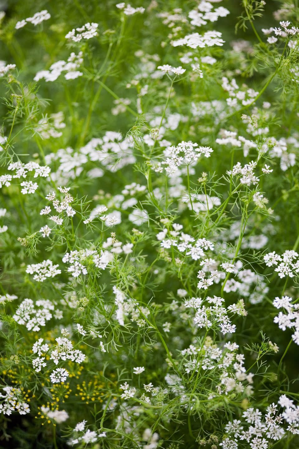 cilantro edible flowers