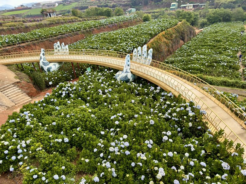 越南｜大叻繡球花 Garden hydrangeas / Vườn Hoa Cẩm Tú Cầu