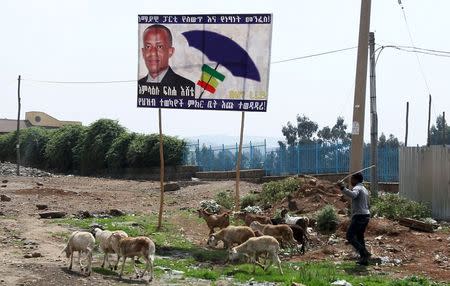 A man herds his animals near a billboard of Blue Party candidate Amlaku Fiseha Ishete on the outskirts of Ethiopia's capital Addis Ababa, May 23, 2015. REUTERS/Tiksa Negeri