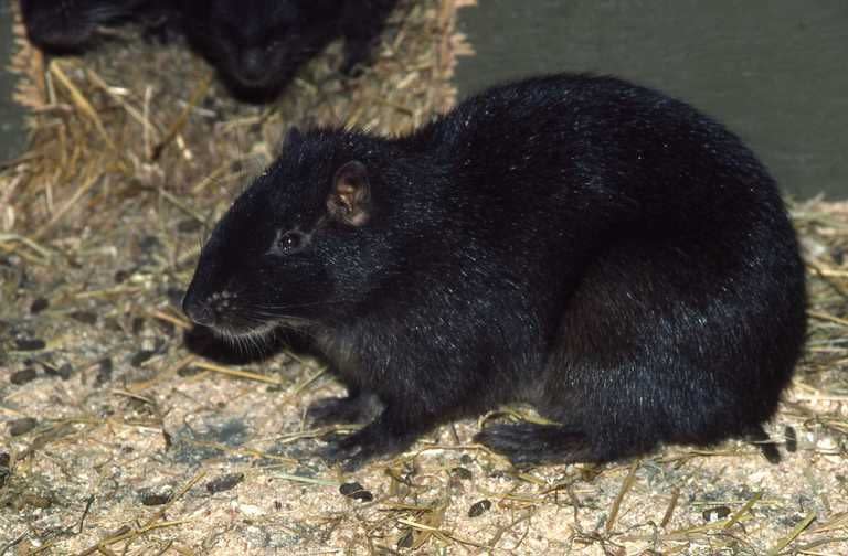 26) Brown’s Hutia