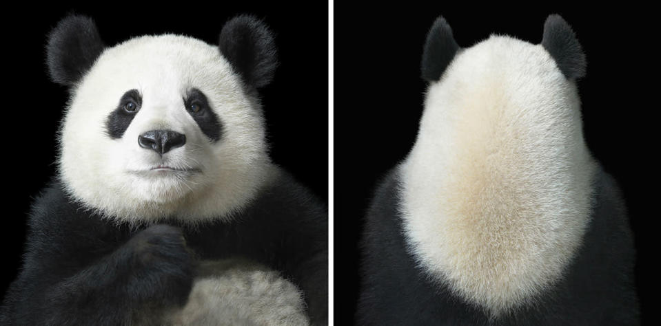 The iconic panda might well be the most famous Chinese diplomat. The giant pandas shown here are from the Chengdu Research Base of Giant Panda Breeding. Chengdu has bred more than 120 giant pandas from just six that were rescued in 1987, and in 2012 had a captive population of 108. <a href="http://www.timflach.com/" rel="nofollow noopener" target="_blank" data-ylk="slk:(Photo by Tim Flach);elm:context_link;itc:0;sec:content-canvas" class="link ">(Photo by Tim Flach)</a>