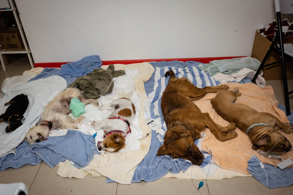 Dogs that have been spayed or neutered wait for the anesthesia to wear off on the island of Sint Maarten.