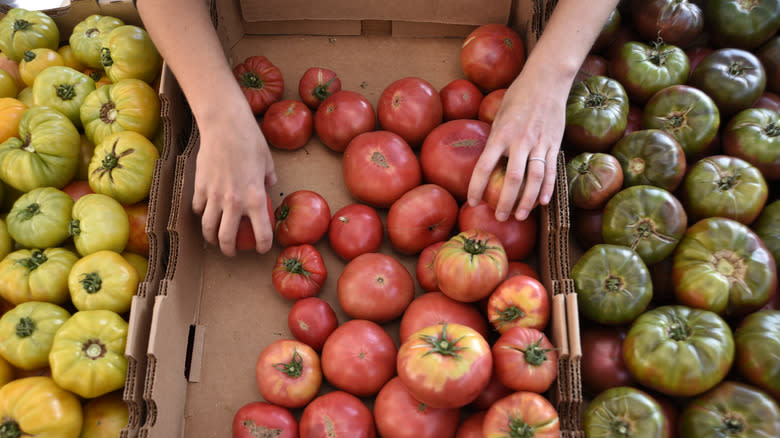 Picking heirloom tomato