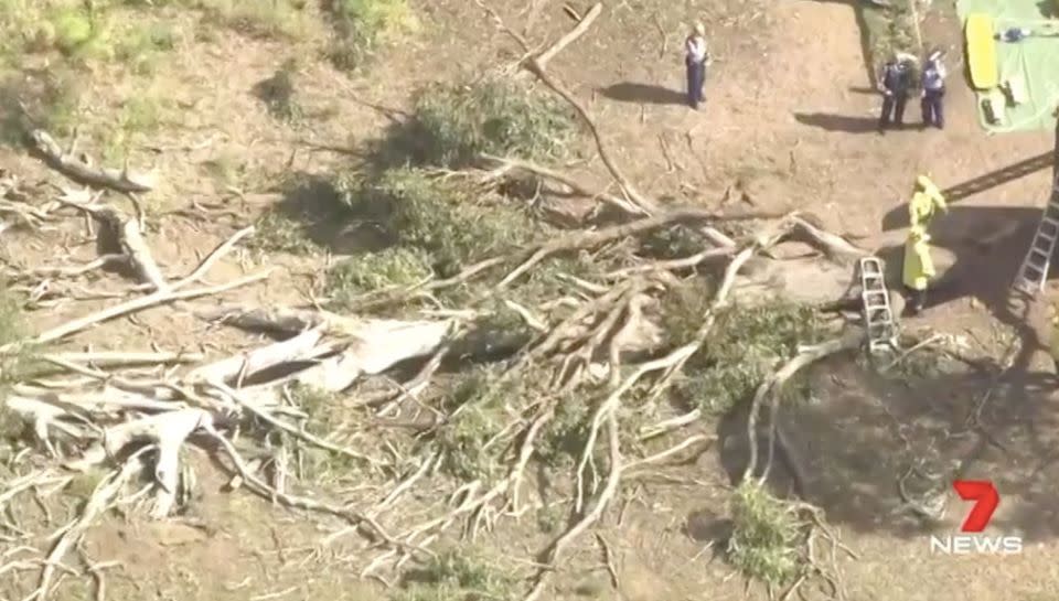 A rotting branch snapped and swung back, pushing the man against the tree trunk. Source: 7 News