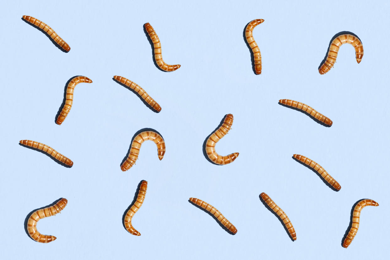Are edible worms and insects the future of protein?