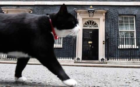 Palmerston the Foreign Office cat - Credit: Justin Tallis/AFP