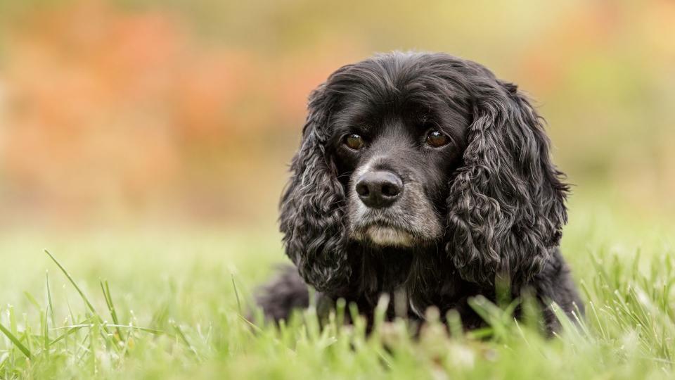 Dog breeds from the US