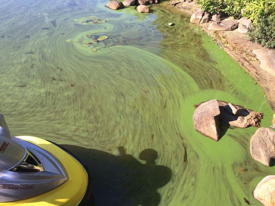 Algal blooms in a freshwater lake in Ontario.
