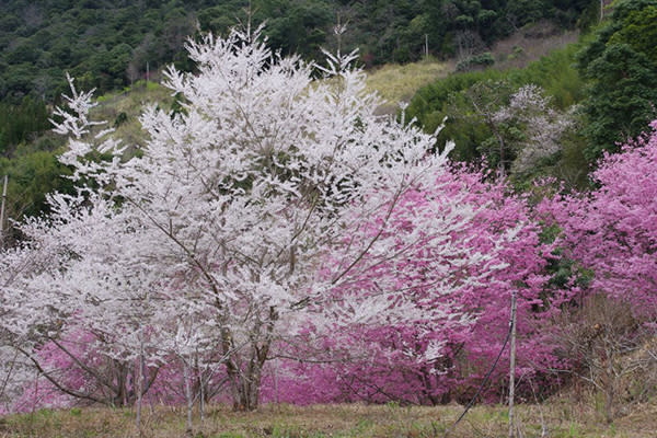 萬里山園紅白相間花林景致 (圖片來源／萬里山園)