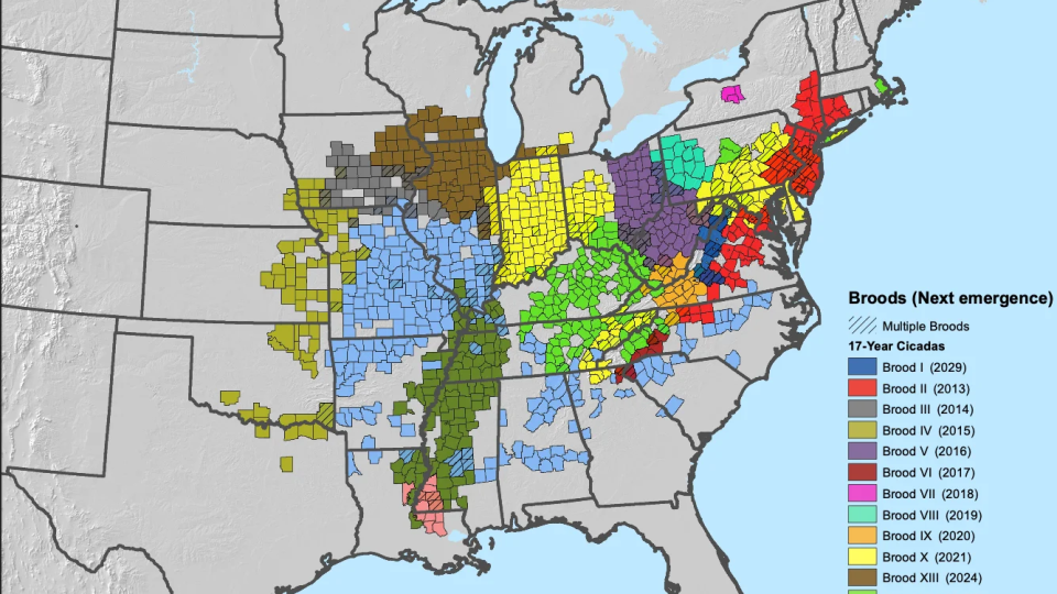 Map of where periodical cicadas emerge in the United States - U.S. Department of Agriculture