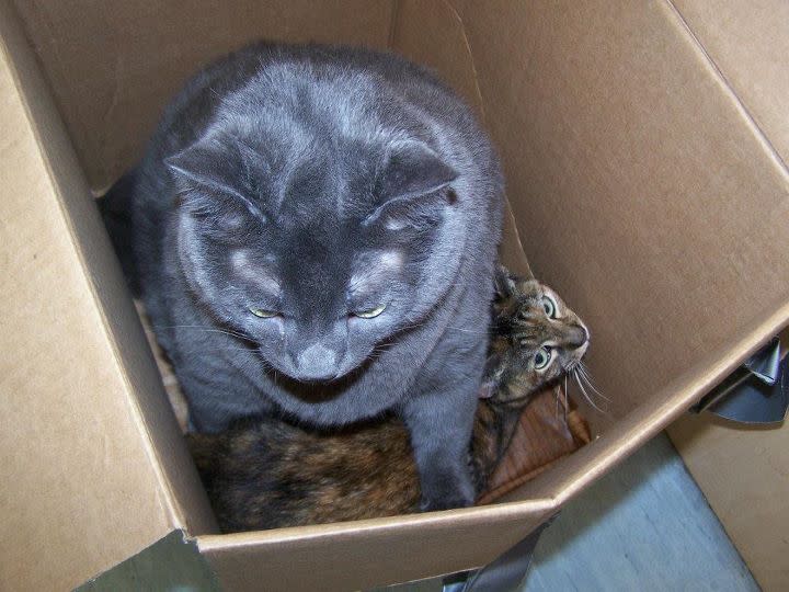 <div class="caption-credit"> Photo by: Fredericton SPCA / Facebook</div>Weighing in at 30.2 pounds that day, Tiny arrived at the FSPCA taped up in the box, shown here, with his friend Rapunzel (r). Rapunzel, a smaller feline who looks positively microscopic next to Tiny, was "very timid" and "pretty stressed out" when the duo first arrived, says FSPCA education and training director LeeAnn Haggerty. Fortunately, a wonderful family "found her and fell in love." The family volunteers at FSPCA, and the staff get regular updates on Rapunzel's new life. <br> <br> Are Tiny and Rapunzel related? Haggerty isn't sure, though "we're pretty sure they did come from the same family, from the same place." <br>