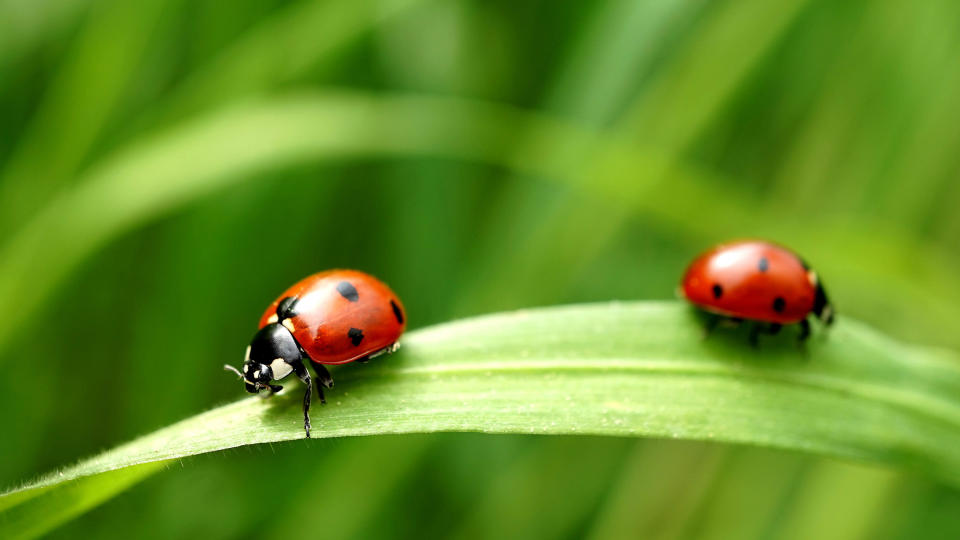 Ladybugs on leaf