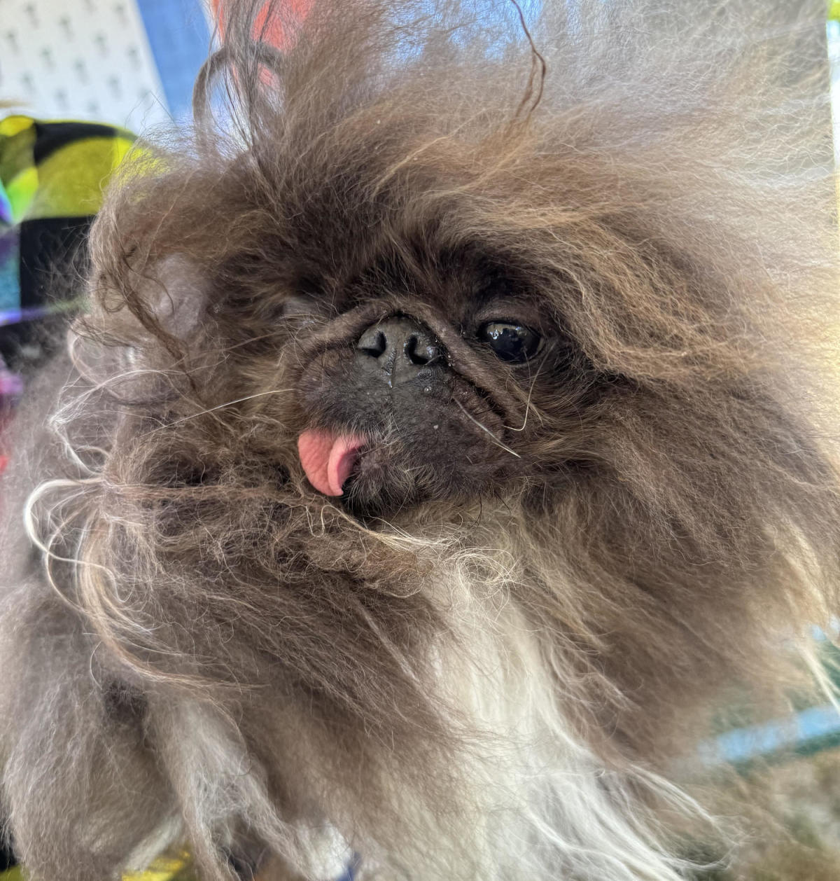 Wild Thang is crowned champion of the 2024 ‘World’s Ugliest Dog’ competition