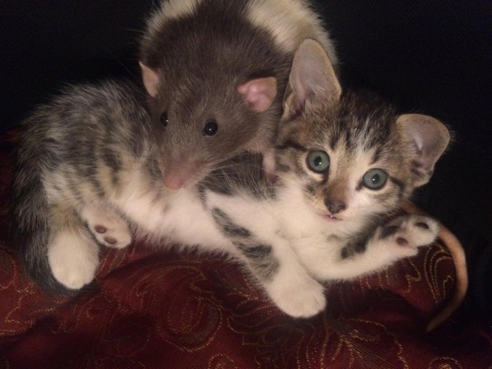 “Meauxregard, la rata elegante, y su sofisticado amigo gatuno”. (Foto: reddit / <a href="http://www.reddit.com/r/aww/comments/auhxaq/meauxregard_the_fancy_rat_and_his_fancy_cat_friend/" rel="nofollow noopener" target="_blank" data-ylk="slk:dontintacrosrlife;elm:context_link;itc:0;sec:content-canvas" class="link ">dontintacrosrlife</a>).